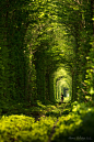 Tunnel of Love,Klevan, Ukraine (by Andrii Voloshyn)。乌克兰里夫涅克利宛爱情隧道。在乌克兰Rivne(译里夫涅)西北25公里处有条村庄名为Klevan(译克利宛)，有一条穿越森林的火车轨道。由于周围被繁茂的树枝绿叶所笼罩，这就形成了一段绿色的隧道，加之经常有情侣在此游玩久而久之就变成了一条“爱的隧道（Tunnel of Love）”。 #美景# #国外#