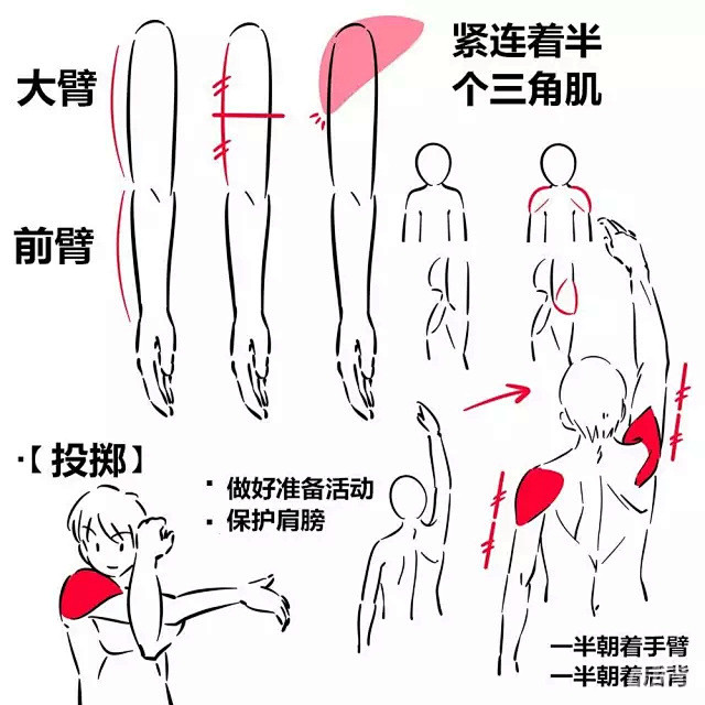 【新手教程】第13期：关于胸部、三角肌的...