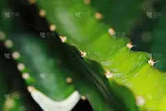 青龙果树