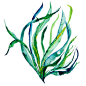Sway - seaweed illustration, sea life, ocean botanical, vegetation, nori, watercolor illustration, watercolor seaweed, ocean inspired art: 