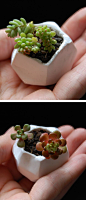 DIY Tiny Planters: 