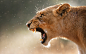 animals fangs lions puma wallpaper (#2612517) / Wallbase.cc