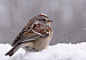 Photograph American Tree Sparrow by Pamela Beale on 500px