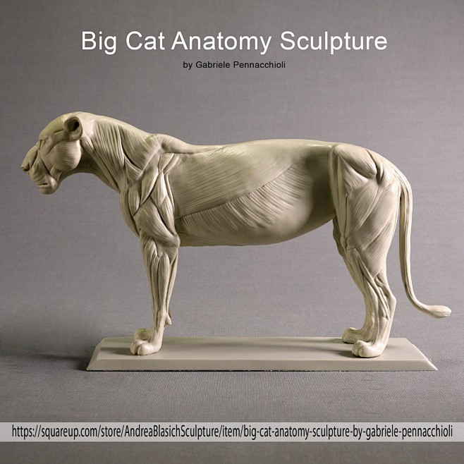 Big Cat Anatomy Scul...