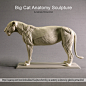 Big Cat Anatomy Sculpture by Gabriele Pennacchioli, Andrea Blasich : This is a model for artists and students interested in learning animal anatomy. It's a tool that can help with understanding the complexity of big cats anatomy. Professionally I've been 