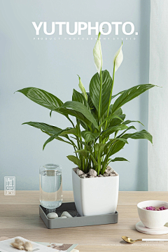Serendipity-Peri采集到植物/绿植/盆栽