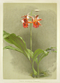 Reichenbachia Orchid Prints 1888-1894