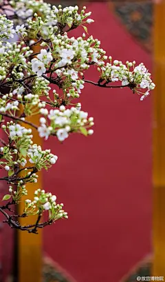 紫禁城里的梨花 #爱上这座城#梨花楚楚，清洁而明净，玉雨花的别称与清明时节的湿润感觉不谋而合。“砌下梨花一堆雪，明年谁此凭栏杆？”一树梨花一承乾，此番美景属何人，只愿你在树下，梨花落如雪......
