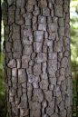 Texture...Persimmon tree bark.