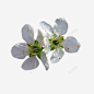 两朵白色梨花花瓣 免费下载 页面网页 平面电商 创意素材