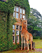 Giraffe Manor, Nairobi, Kenya: 