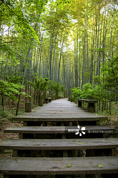 -K-YOU采集到Z景观-竹林夹道