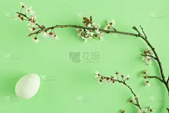 用复活节彩蛋和自然的春天的树枝和鲜花在浅绿色的背景创作。最小的自然概念。平的。