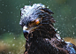 General 1900x1345 eagle black hawk birds rain