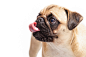 pug-dog-pet-animal-35e37253a4221a87e53ac6b3ab5953ea.jpg (2288×1526)