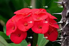 荆棘女王 花 花壁纸 美丽的花朵 植物 花卉背景 大戟 花瓣
