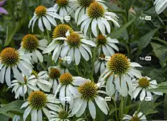 黛西 花 雏菊 鲜花 花卉背景 花壁纸 花园 白 布卢姆 夏天