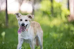 有趣的黄狗在草地上微笑