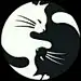gv黑猫＆白猫