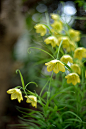 バイモ　　　Fritillaria by myu-myu on Flickr.