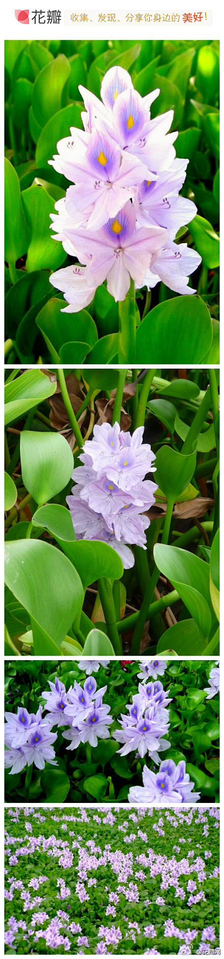 说起水葫芦你肯定知道，那你见过水葫芦的花...