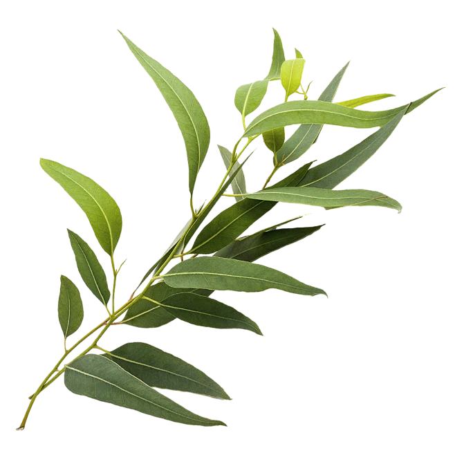 桉叶-花瓣网
