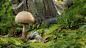 blender-boom-mushroom-03-04.jpg (1920×1080)