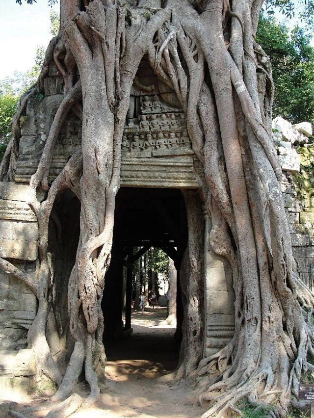 banyan over temple, ...