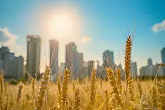 金黄麦田自然风景摄影图