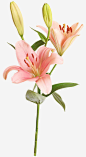 粉色百合花高清素材 实物 百合花 粉色 鲜花 免抠png 设计图片 免费下载