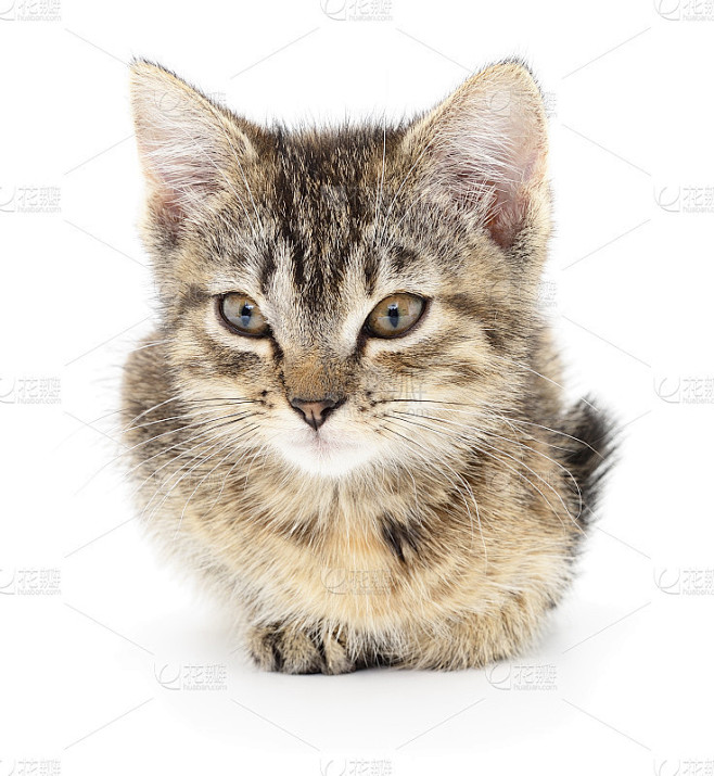 白底上的小猫