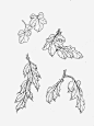 菊花免抠png素材_新图网ixintu.com