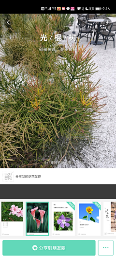 Doreen-都霖霖采集到绿篱灌木