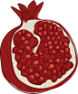Pomegranate Hand Drawn Illustration 