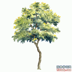 最全100-1张精美园林植物水彩效果图（拉丁名+种名） - 手绘效果图 - 园林学习网 - 10年专注！最大最精最专一的园林景观行业交流平台 - 手机版