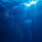 海底世界水下摄影jpg_新图网 https://ixintu.com 世界 摄影 水下 海底 素材