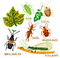 #illustration #ninachakrabarti #bugillustration #goodbugs #badbugs #aphids #earwig #asparagusbeetle #greenlacewing