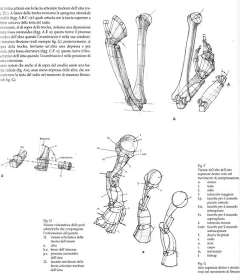 aninini采集到Struttura Uomo 人体结构