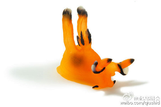 裸鳃亚目动物（nudibranch）身体...