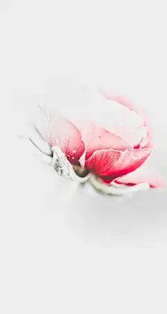 粉色的玫瑰花小清新壁纸图片