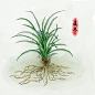 中草药药材_雀角__插画师作品_涂鸦王国gracg.com