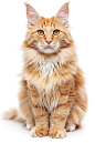 褐色家养宠物缅因猫摄影图片