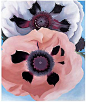 欧姬芙画作：罂粟（Poppies）