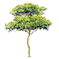 51.白楸 Mallotus paniculatus.gif