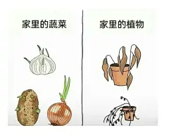 家里的蔬菜 家里的植物  蔬菜发芽 植物种不活 表情包