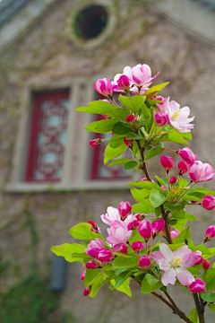 渲染一指の繁华采集到花