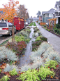 Urban drain system filters storm water from streets and looks good too. Ornamental grasses, landscaping, storm water management, rain garden
