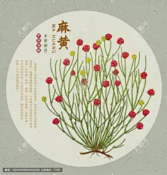 麻黄 手绘麻黄 麻黄包装 麻黄插画 中草药麻黄 中医文化 手绘中草药 中草药插画 中草药 本草纲目 中药麻黄 复古医书 草药插图 中草药大全 中药挂画 中草药插图