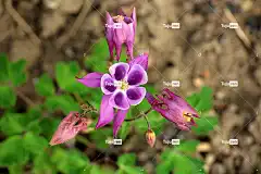 哥伦拜恩 春暖花开 花壁纸 春天 性质 植物 花卉背景 花 叶子