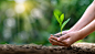 environment Earth Day In the hands of trees growing seedlings. Bokeh green Background Female hand...